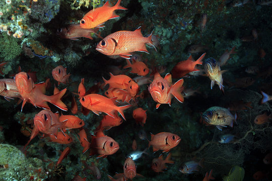 Soldatenfische, Soldierfishes