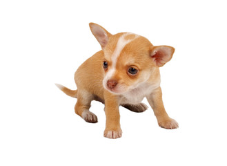 portrait of a cute purebred puppy chihuahua in front of white ba