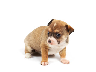 Funny puppy Chihuahua poses