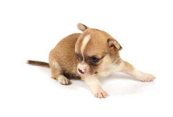 Obraz premium Funny puppy Chihuahua poses
