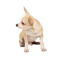 portrait of a cute purebred puppy chihuahua in front of white ba