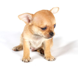 cute small chihuahua puppy sitting on white looking at camera is
