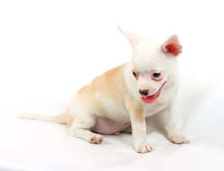 cute small chihuahua puppy sitting on white looking at camera is