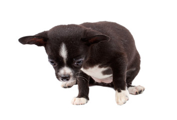 Obraz premium cute small chihuahua puppy sitting on white looking at camera is
