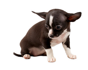 cute small chihuahua puppy sitting on white looking at camera is