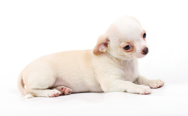 cute small chihuahua puppy sitting on white looking at camera is