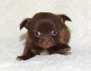 small chihuahua puppy