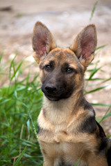 german shepherd in front of a natural green background