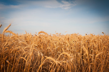 Fototapeta na wymiar Ears of wheat close-up. Landscape overlooking a wheat field. Harvest. 