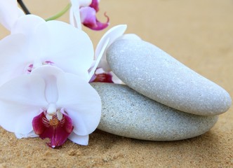 Fototapeta na wymiar galets et fleur d'orchidée