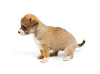 Funny puppy Chihuahua poses