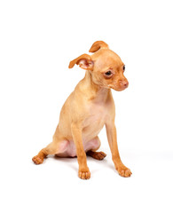 Funny puppy Chihuahua poses