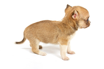 Obraz premium Funny puppy Chihuahua poses