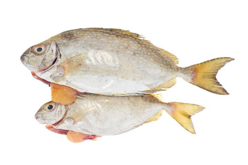 Two Rabbit Fish Laden With Roe