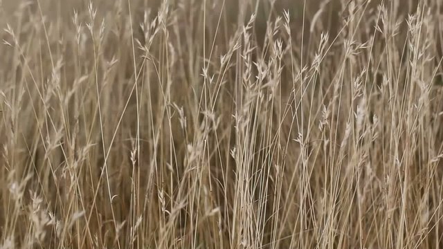 Grass on the wind
