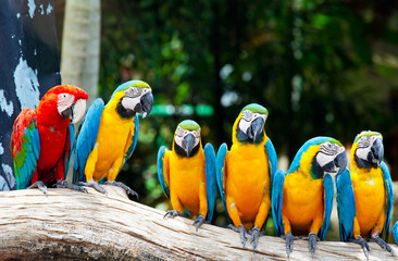 colorful macaws sitting in a tree © witthaya