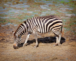 Fototapeta na wymiar One zebra was eating grass