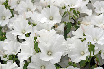 stunning white lavatera flowers