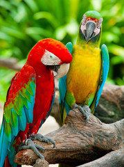 colorful couple macaw sitting in a tree