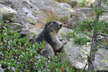 Marmotte