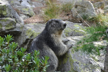 marmotte zoom