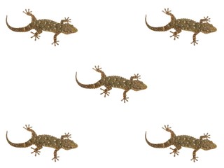 Naklejka premium Salamanquesas, gegkos wallpaper.