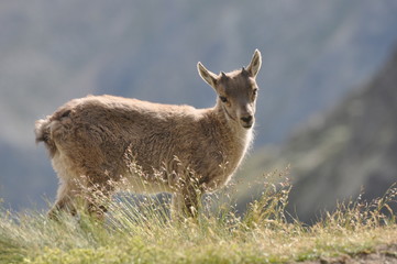 Fototapeta premium Petit cabri