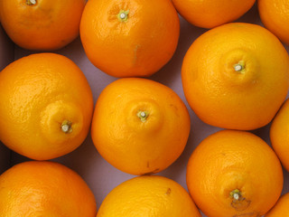 Fresh orange group