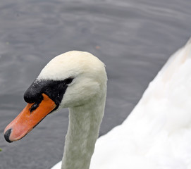close up swan