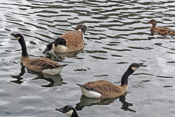 ducks on a lake