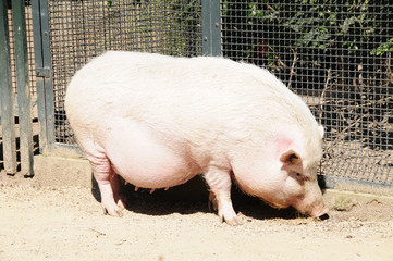 Mini Schwein