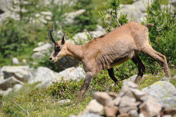 Faune de montagne