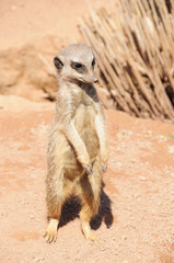 Erdmännchen