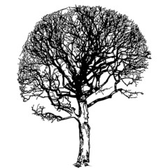 Tree silhouette. Vector illustration.