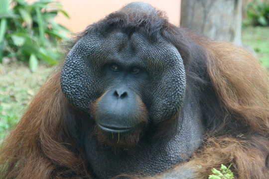 orangotango