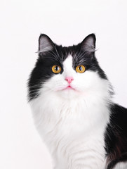 Fototapeta premium cat studio shot