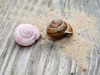 Schneckenhäuser und Sand auf Holz