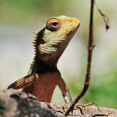 Dragon II