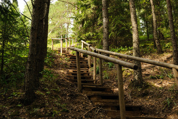 a wooden ladder in the forest