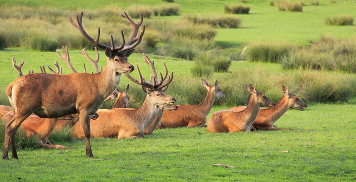 Cerfs