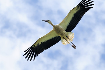 Storchenflug