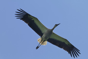 Storchenflug