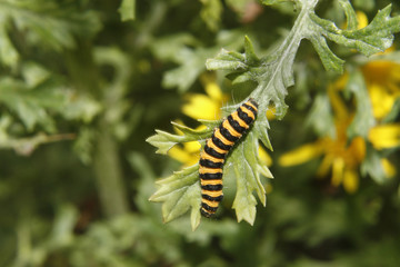 catepillar