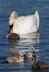 Fototapeta premium Swan family