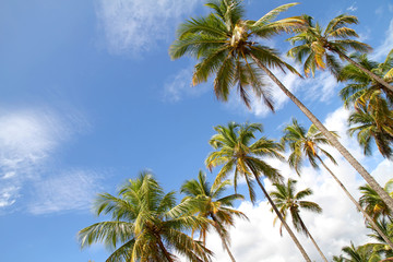 Obraz premium Palmen