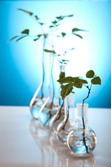 Plants in test tubes in  laboratory