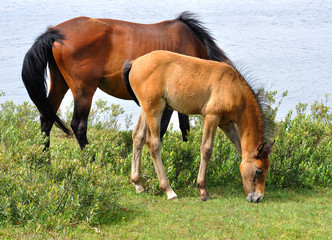 New Forest Ponies