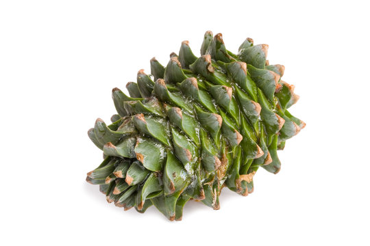 Korean Pine Cone