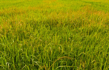 Paddy field background