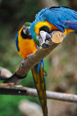 ルリコンゴウインコ